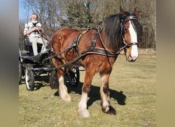 Shire Horse, Caballo castrado, 14 años, 190 cm, Castaño oscuro