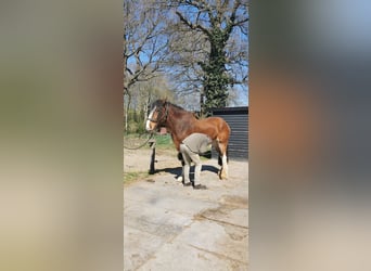 Shire Horse, Caballo castrado, 14 años, 190 cm, Castaño oscuro