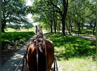 Shire Horse, Caballo castrado, 14 años, 190 cm, Castaño oscuro