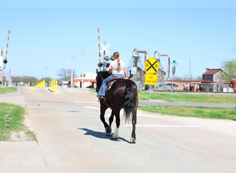 Shire Horse Mestizo, Caballo castrado, 16 años, 168 cm, Negro