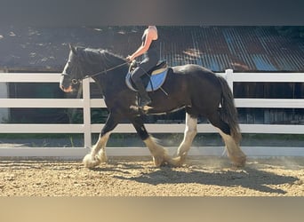 Shire Horse, Caballo castrado, 18 años, 177 cm, Negro
