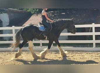 Shire Horse, Caballo castrado, 18 años, 177 cm, Negro