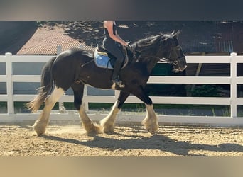 Shire Horse, Caballo castrado, 18 años, 177 cm, Negro