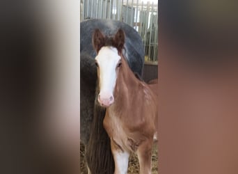 Shire Horse, Caballo castrado, 1 año, 165 cm, Castaño claro