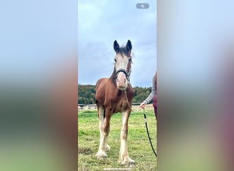 Shire Horse, Caballo castrado, 1 año, Castaño