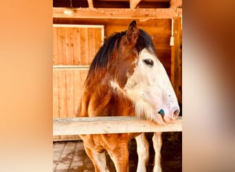 Shire Horse, Caballo castrado, 1 año, Castaño