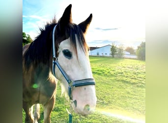 Shire Horse, Caballo castrado, 1 año, Castaño