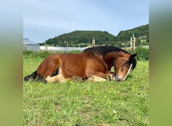 Shire Horse, Caballo castrado, 1 año, Castaño