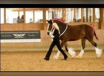 Shire Horse, Caballo castrado, 1 año, Castaño