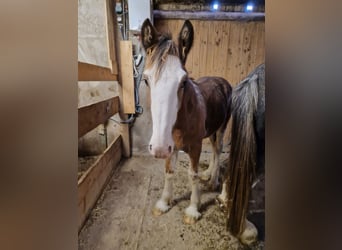 Shire Horse, Caballo castrado, 2 años, 165 cm, Castaño claro