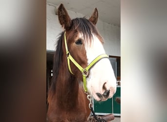 Shire Horse, Caballo castrado, 2 años, 170 cm, Castaño