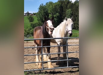 Shire Horse, Caballo castrado, 2 años, 170 cm, Castaño