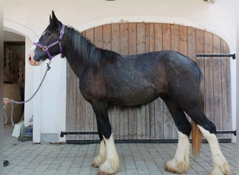 Shire Horse, Caballo castrado, 2 años, 175 cm, Negro
