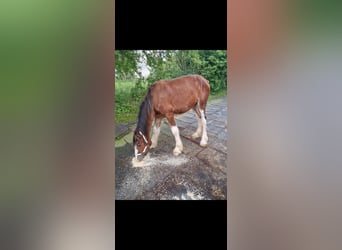 Shire Horse, Caballo castrado, 2 años, 180 cm, Castaño