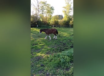Shire Horse, Caballo castrado, 2 años, 180 cm, Castaño