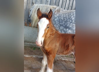 Shire Horse, Caballo castrado, 2 años, 180 cm, Castaño