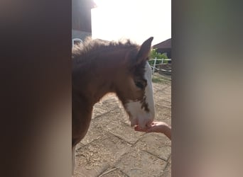 Shire Horse, Caballo castrado, 2 años, 180 cm, Castaño