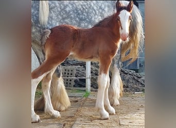 Shire Horse, Caballo castrado, 2 años, 180 cm, Castaño