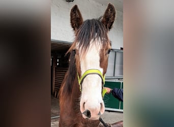 Shire Horse, Caballo castrado, 2 años, 180 cm, Castaño