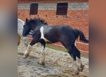 Shire Horse, Caballo castrado, 2 años, 180 cm, Negro