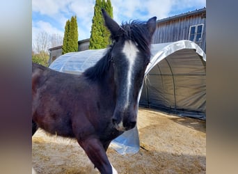 Shire Horse, Caballo castrado, 2 años, 180 cm, Negro