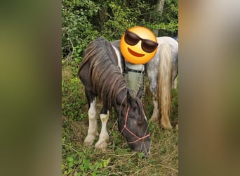 Shire Horse, Caballo castrado, 2 años, 180 cm, Negro