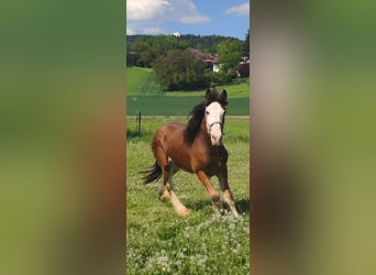 Shire Horse, Caballo castrado, 2 años