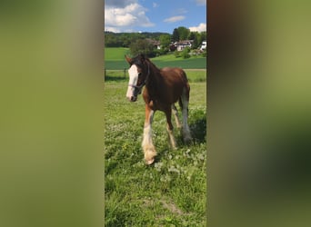 Shire Horse, Caballo castrado, 2 años