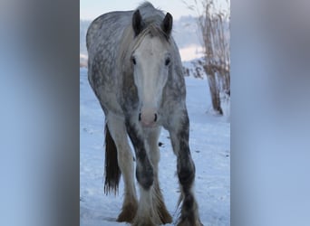 Shire Horse, Caballo castrado, 3 años, 145 cm, Tordo