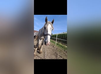 Shire Horse, Caballo castrado, 3 años, 145 cm, Tordo