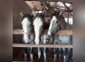 Shire Horse, Caballo castrado, 3 años, 145 cm, Tordo