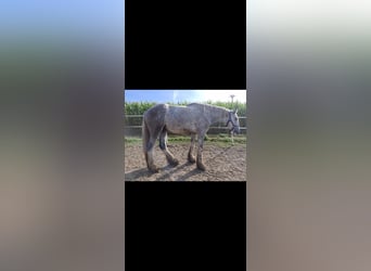 Shire Horse, Caballo castrado, 3 años, 145 cm, Tordo