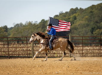 Shire Horse Mestizo, Caballo castrado, 3 años, 160 cm, Buckskin/Bayo