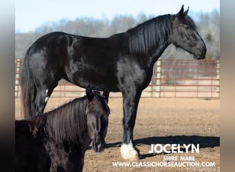 Shire Horse, Caballo castrado, 3 años, 163 cm, Negro