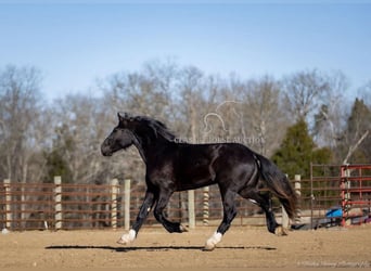 Shire Horse, Caballo castrado, 3 años, 163 cm, Negro