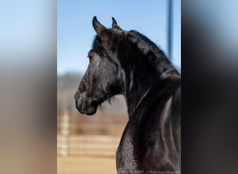 Shire Horse, Caballo castrado, 3 años, 163 cm, Negro