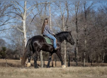 Shire Horse, Caballo castrado, 3 años, 163 cm, Negro