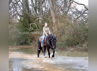 Shire Horse, Caballo castrado, 3 años, 163 cm, Negro