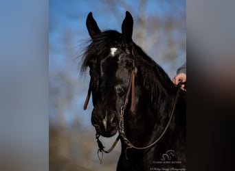 Shire Horse, Caballo castrado, 3 años, 163 cm, Negro