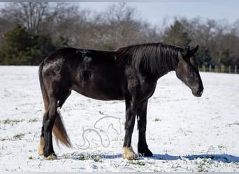 Shire Horse, Caballo castrado, 3 años, 163 cm, Negro