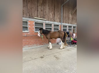 Shire Horse, Caballo castrado, 3 años, 176 cm, Castaño-ruano