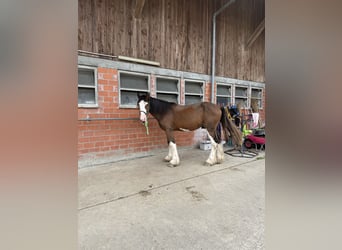 Shire Horse, Caballo castrado, 3 años, 176 cm, Castaño-ruano