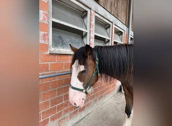 Shire Horse, Caballo castrado, 3 años, 176 cm, Castaño-ruano