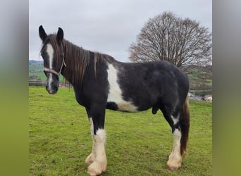 Shire Horse, Caballo castrado, 3 años, 180 cm, Negro