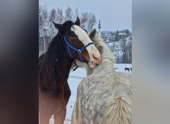 Shire Horse, Caballo castrado, 3 años, 182 cm, Castaño