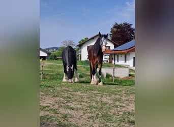 Shire Horse, Caballo castrado, 3 años, 182 cm, Castaño
