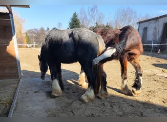 Shire Horse, Caballo castrado, 3 años, 182 cm, Castaño