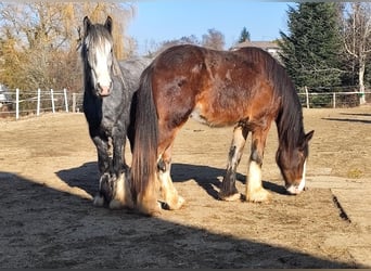 Shire Horse, Caballo castrado, 3 años, 182 cm, Castaño