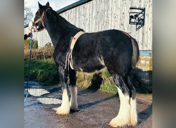 Shire Horse, Caballo castrado, 3 años