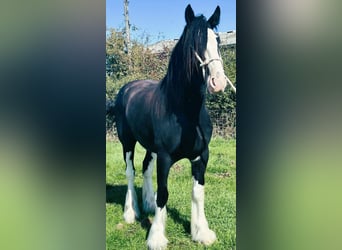 Shire Horse, Caballo castrado, 3 años
